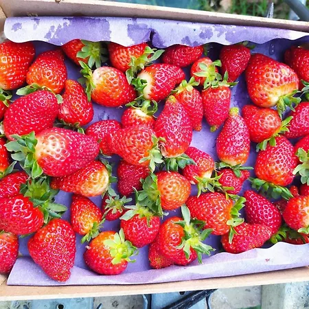 Çiftlik konaklama Il Parco *